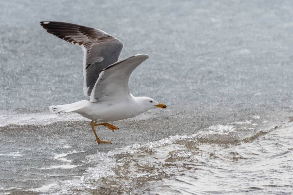 Чайка Сибирская