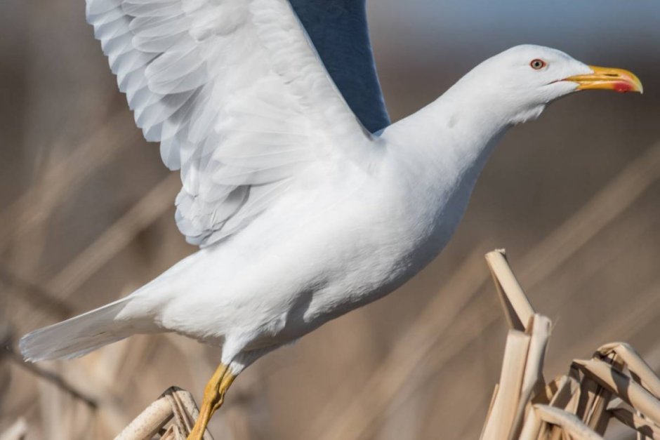 Халеи птицы