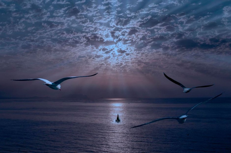 Чайка Туруханская