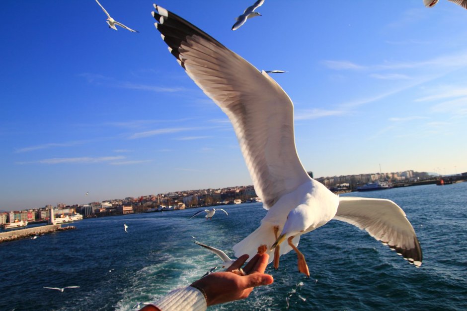 Турция Чайки