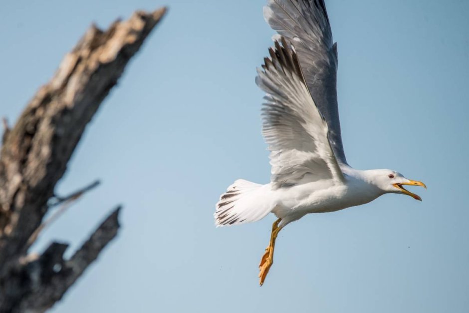 Птица Халей в Сибири