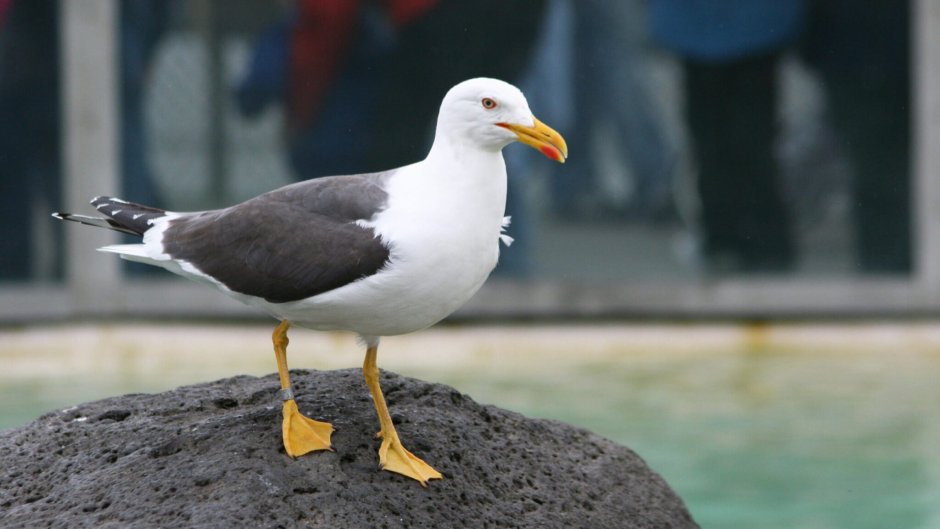 Восточная клуша фото