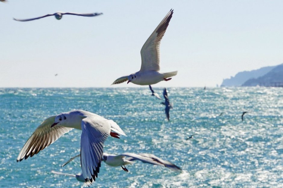 Птицы Азовского моря