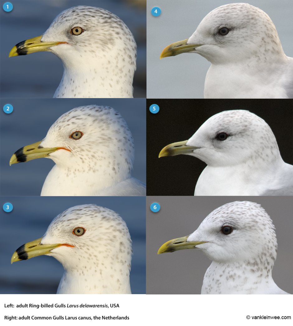 Чайка клуша и серебристая Чайка