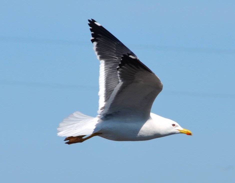 Восточная клуша (Халей)