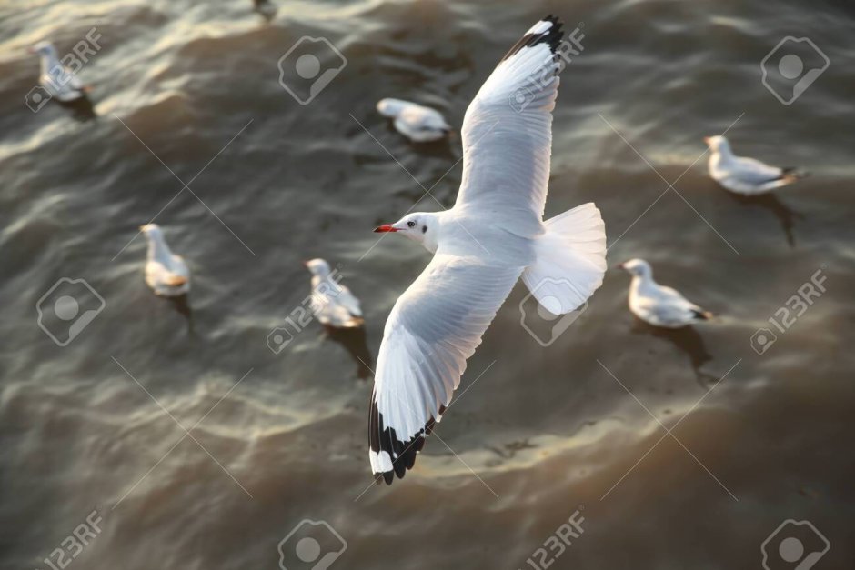 Чайка летит вид сверху