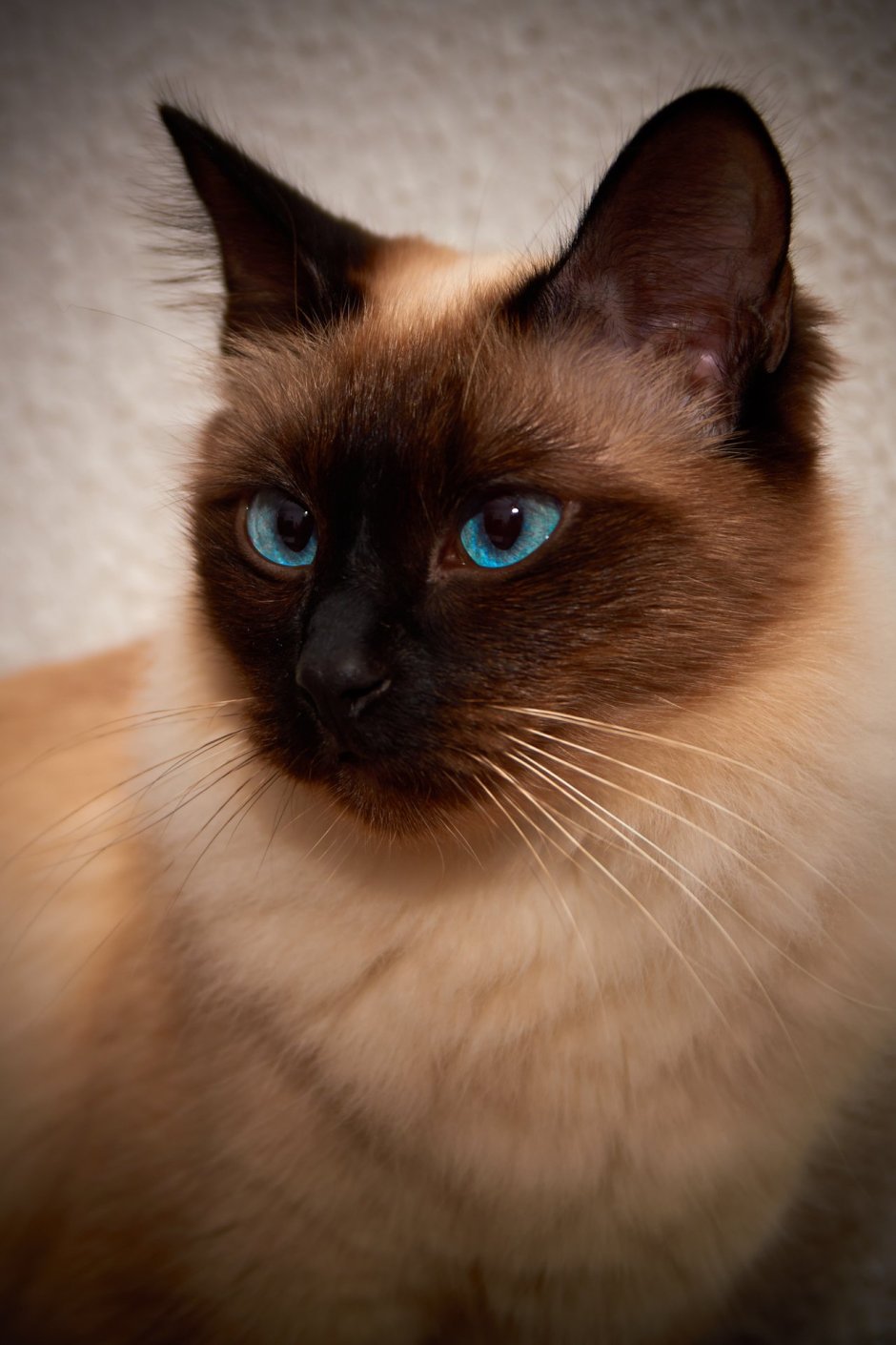 Сиамская кошка