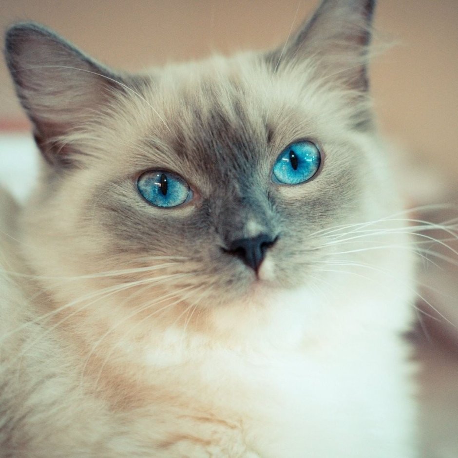 Кошки с глупыми глазами