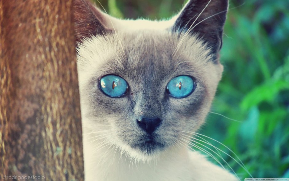 Кошачий глаз