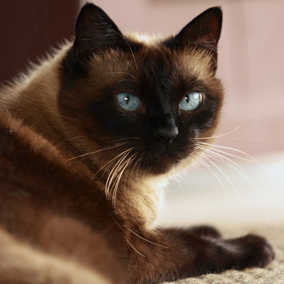 Сиамская кошка бурая