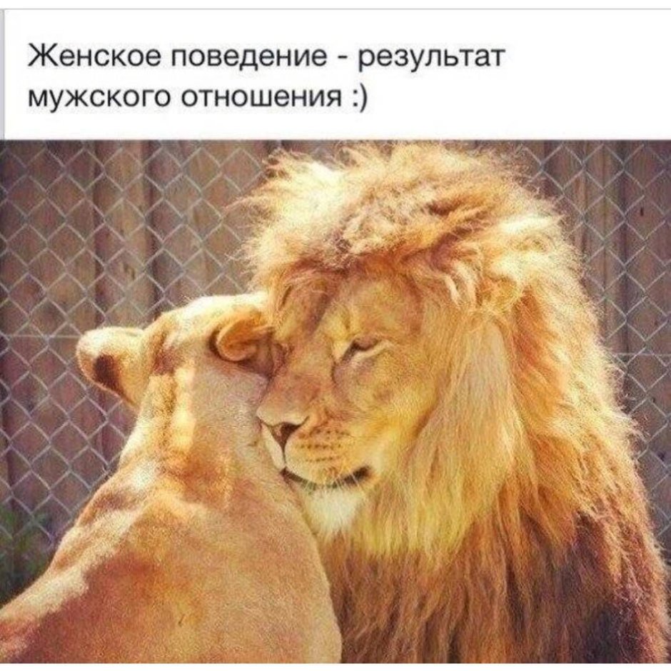 Лев и львица с надписями