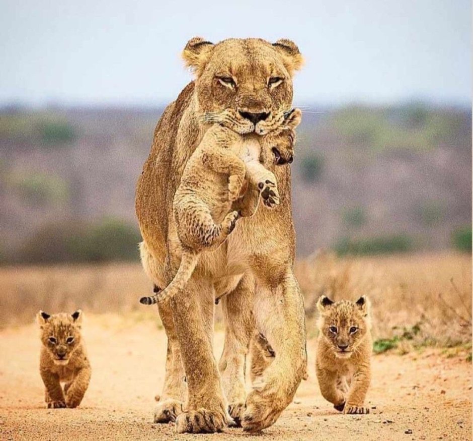 Король Лев фильм 2019
