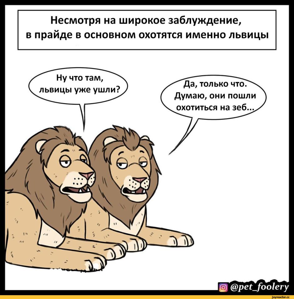 Львенок лежит на спине