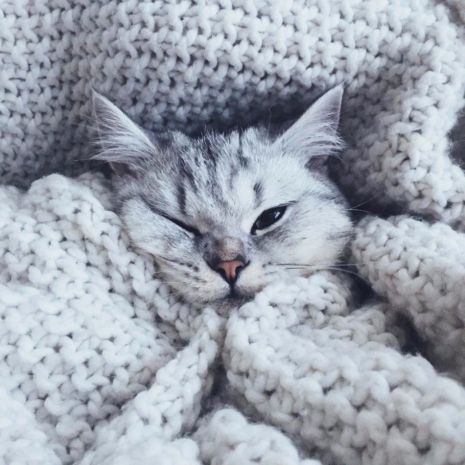 Милые котики Эстетика