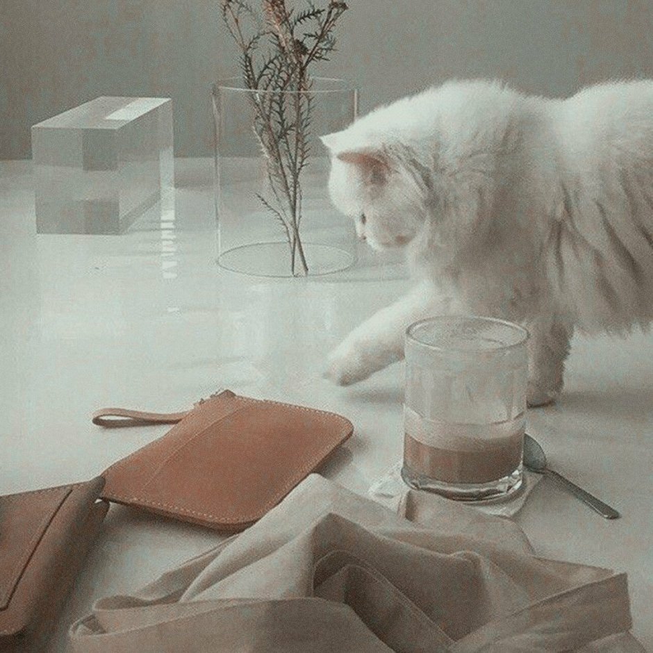 Котята Эстетика