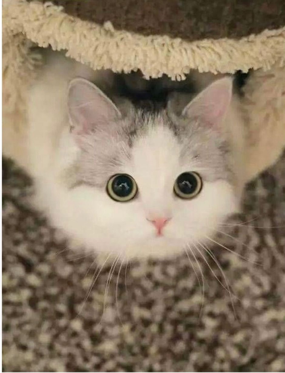 Умиляющийся котик
