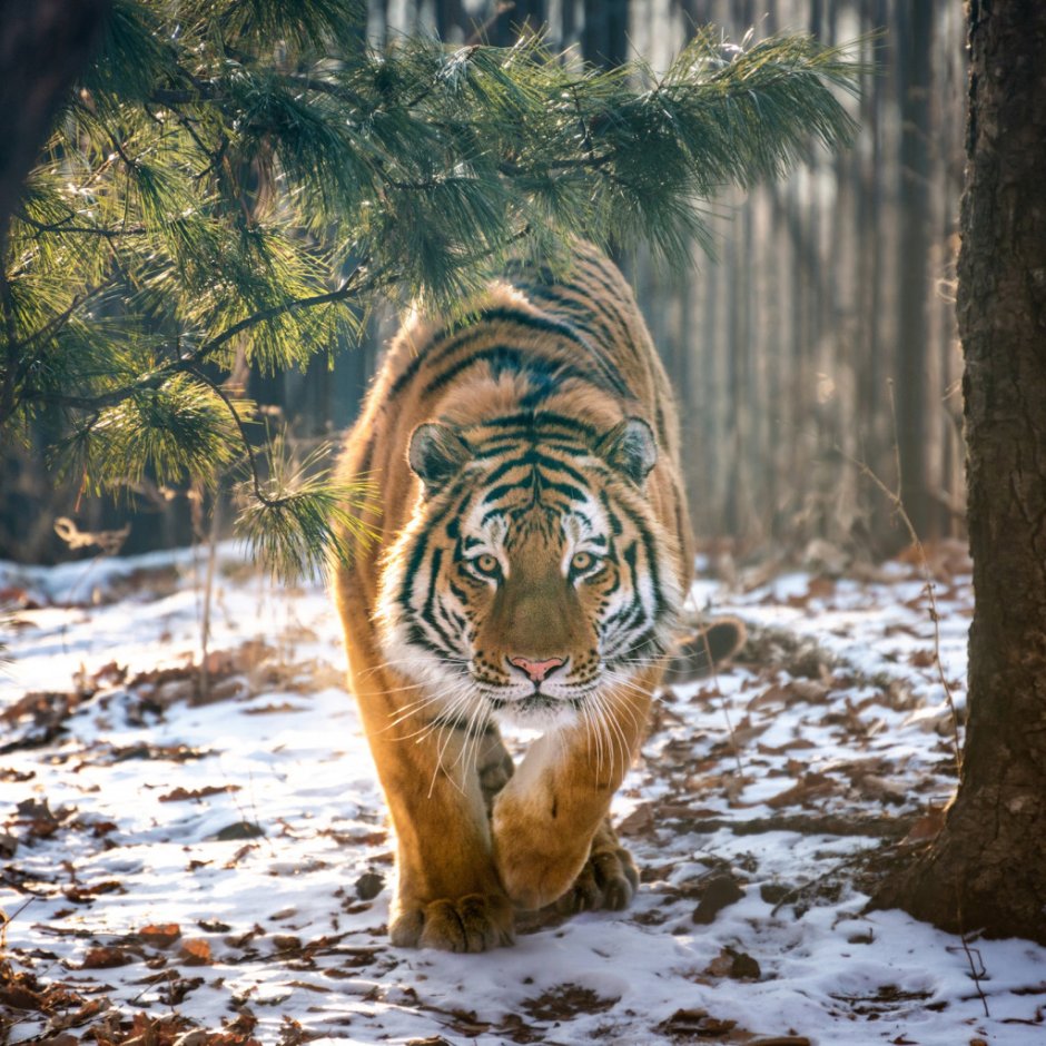Тигр в кустах