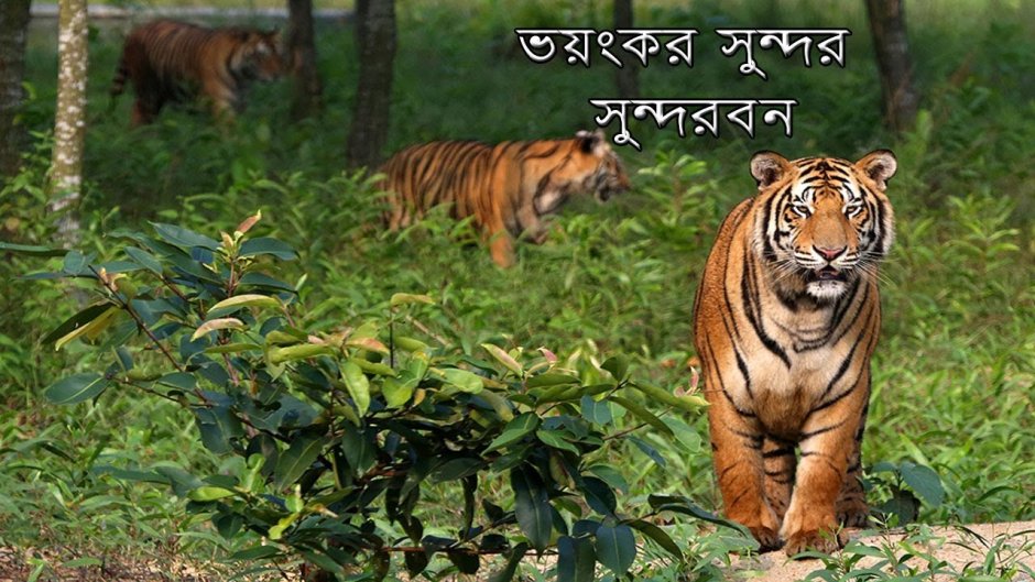 Тигр Nat geo Wild
