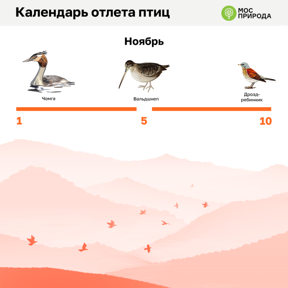 Когда птицы улетают в теплые края