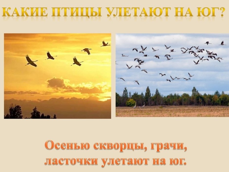 Перелетные птицы улетают на Юг