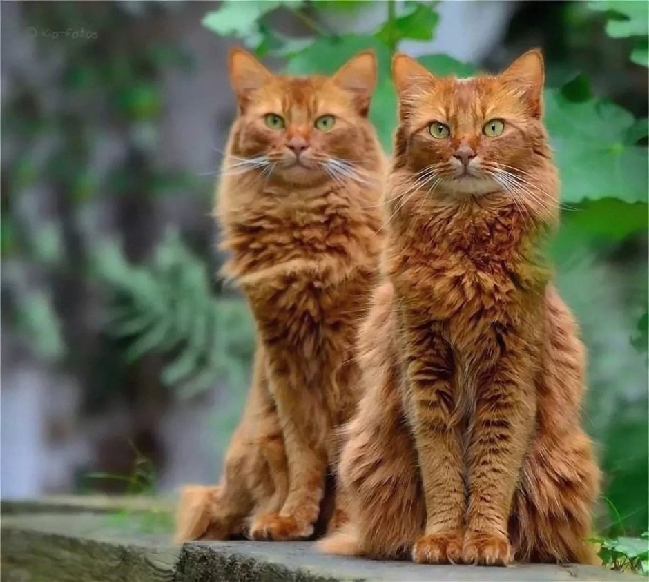 Три рыжих кота