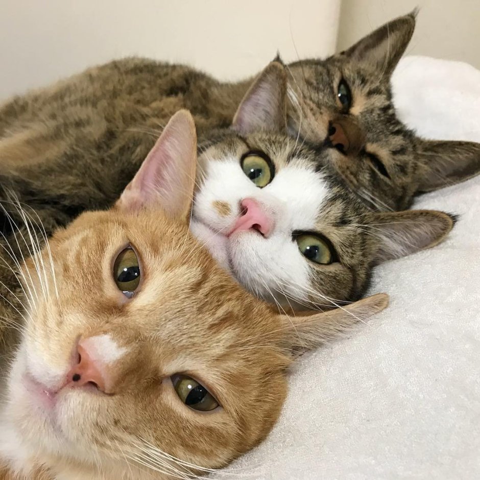 Котики друзья