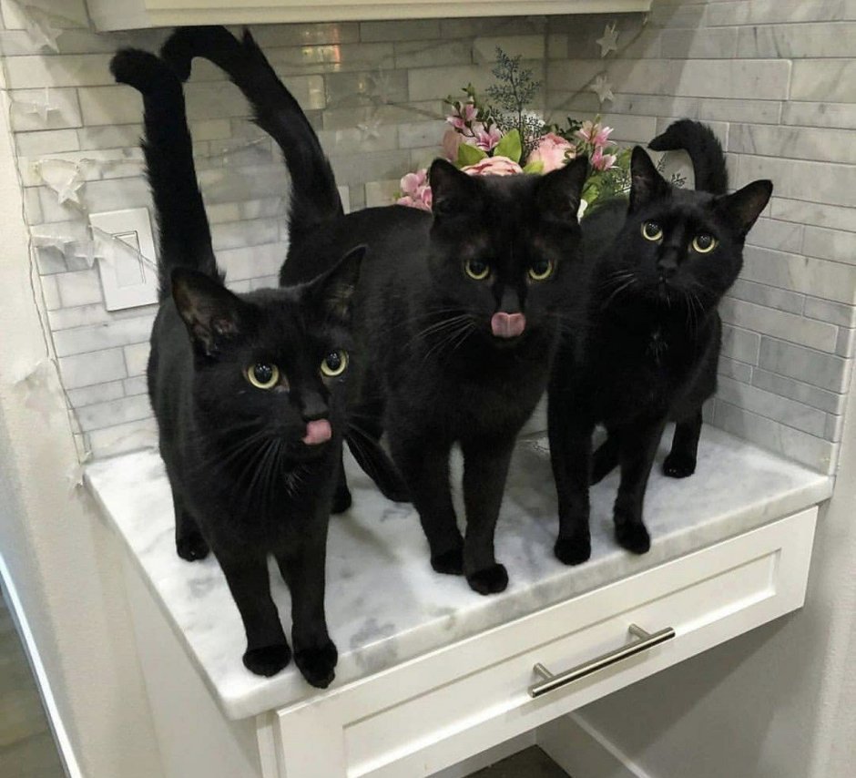 Кот и кошка вместе