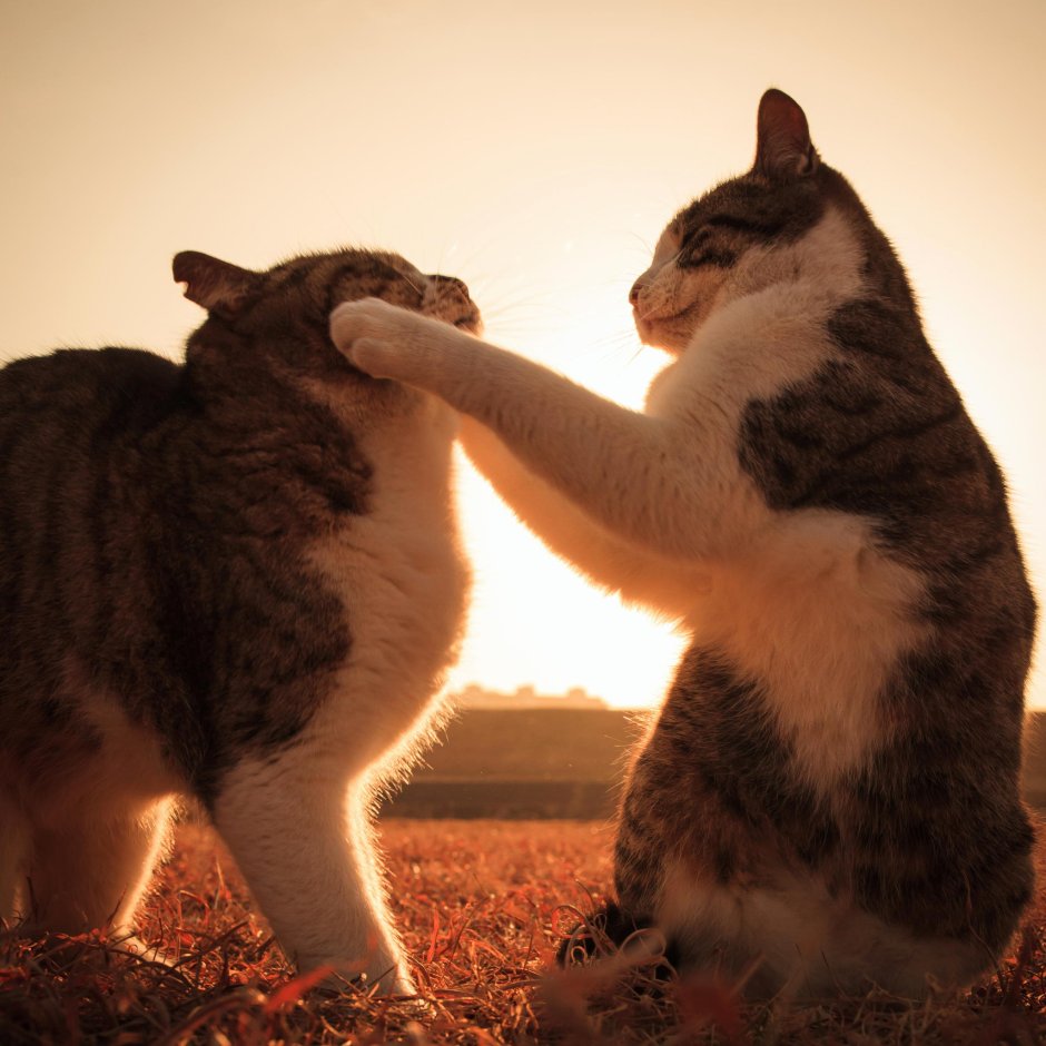 Котики любовь Весна