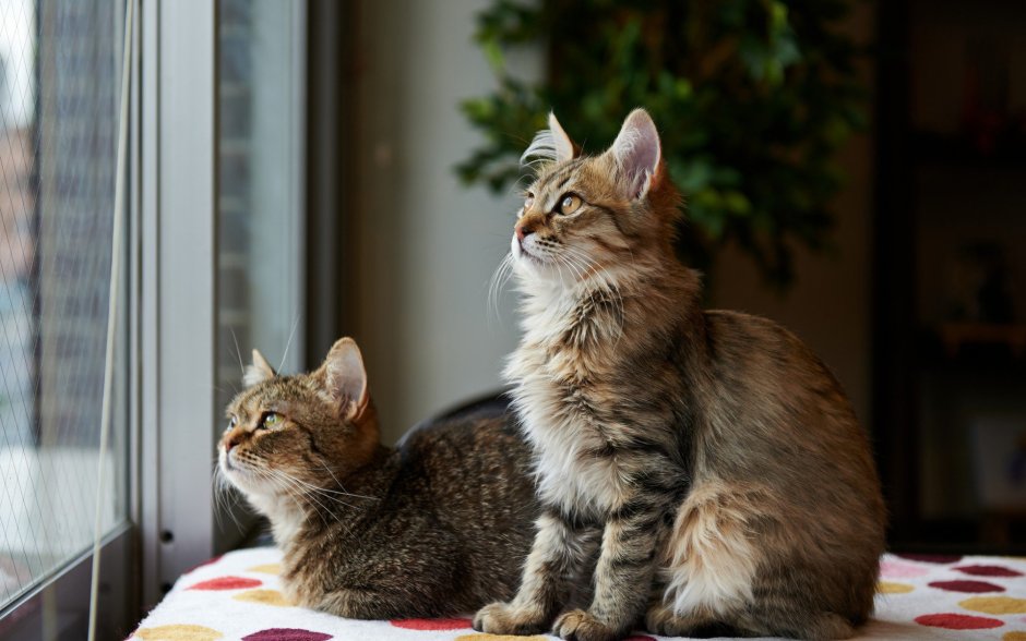 Котики смешные