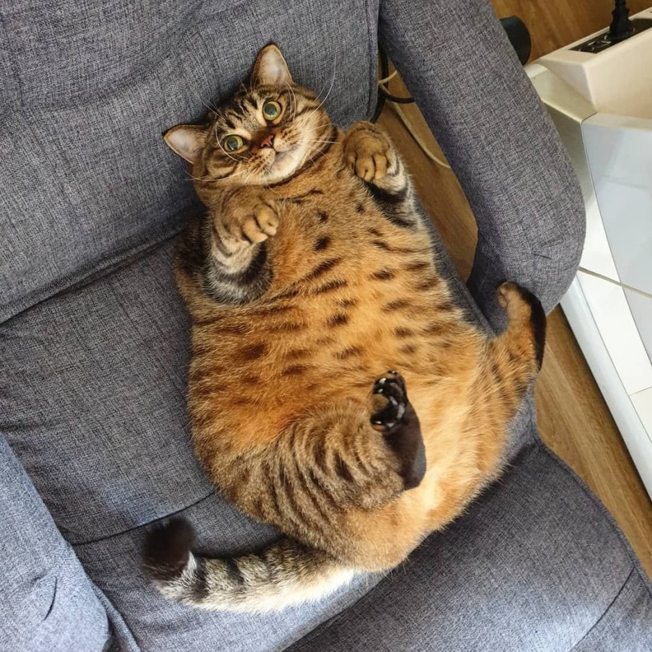 Влюбленный кот