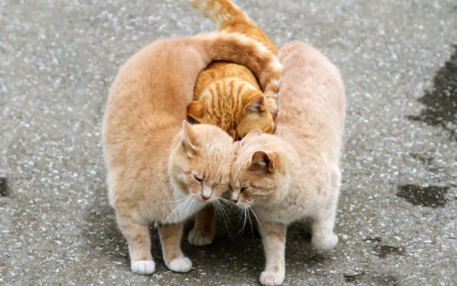Танцующий кот