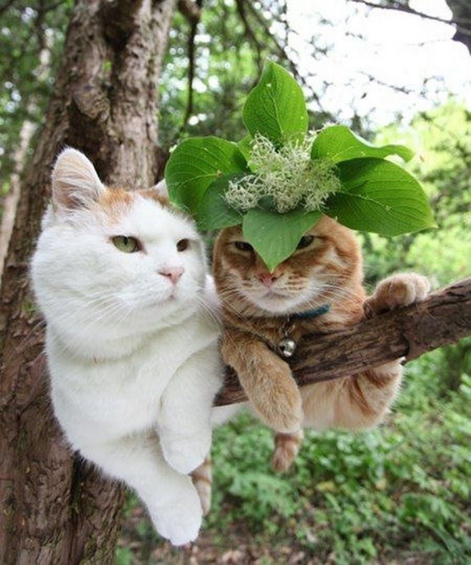 Необычные котята