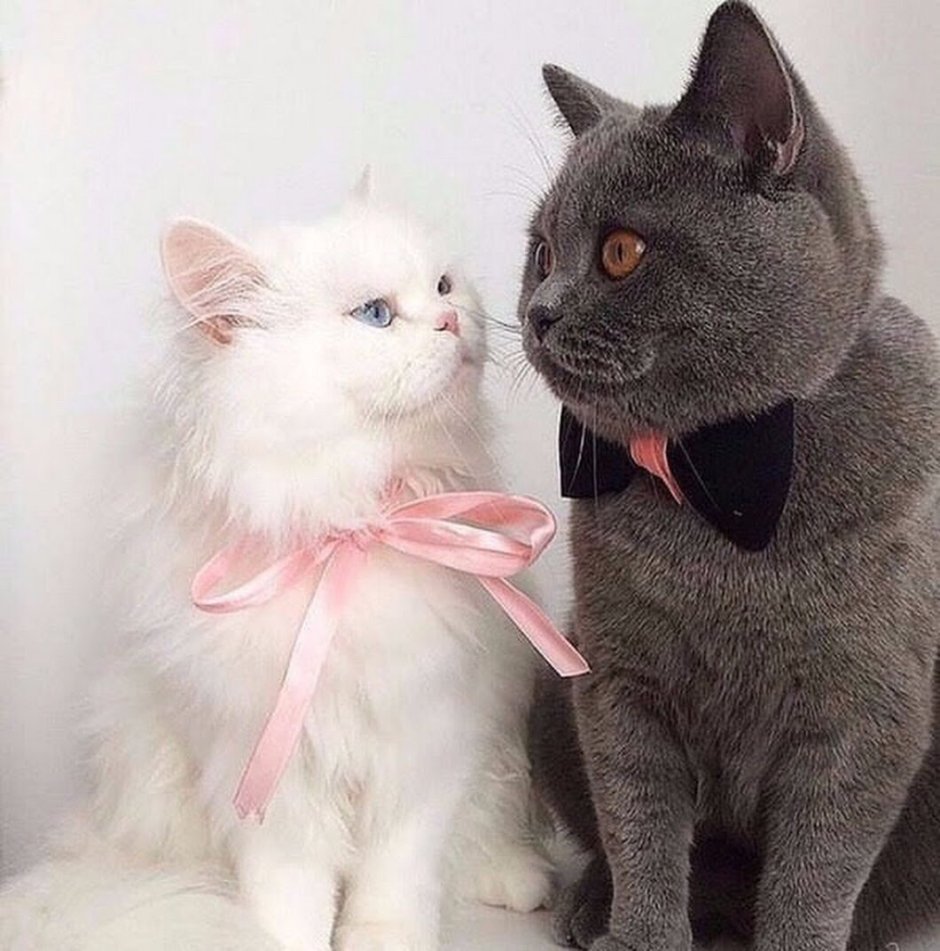 Весна коты