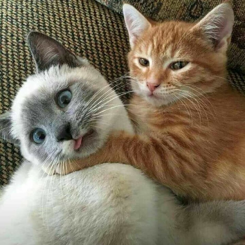 Парные котики