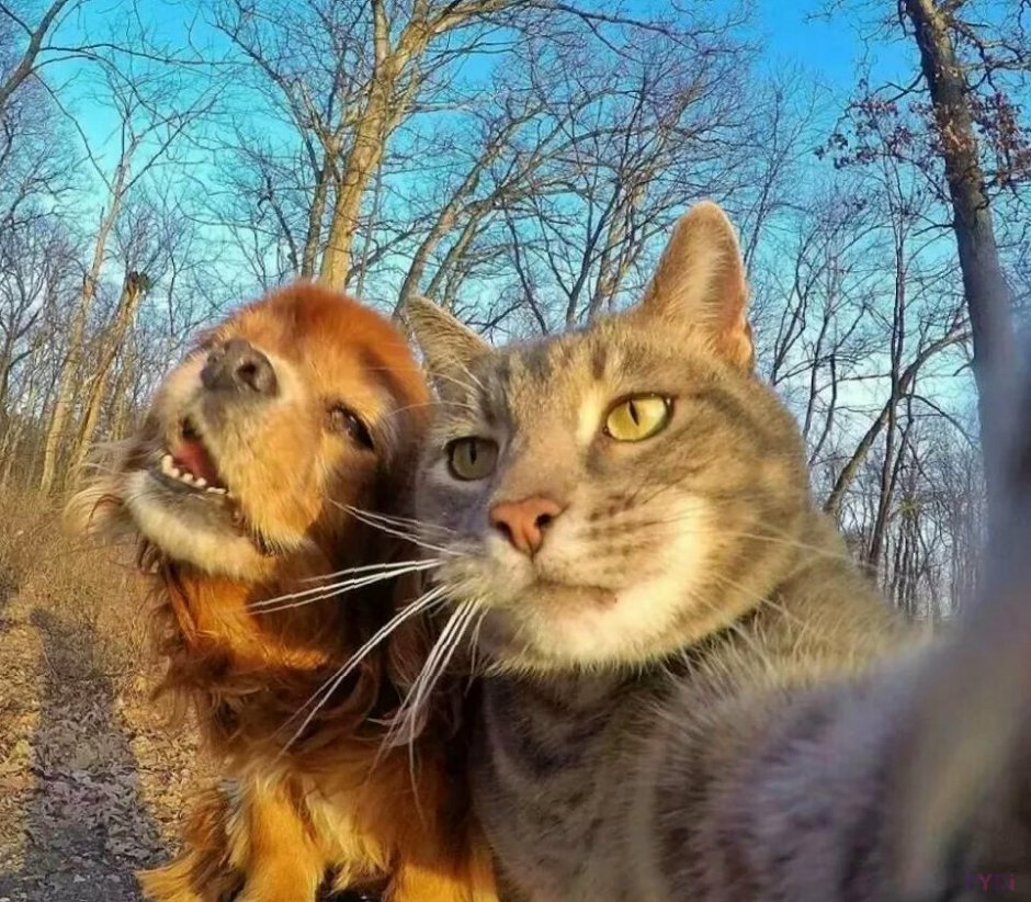 Картинки котиков милых