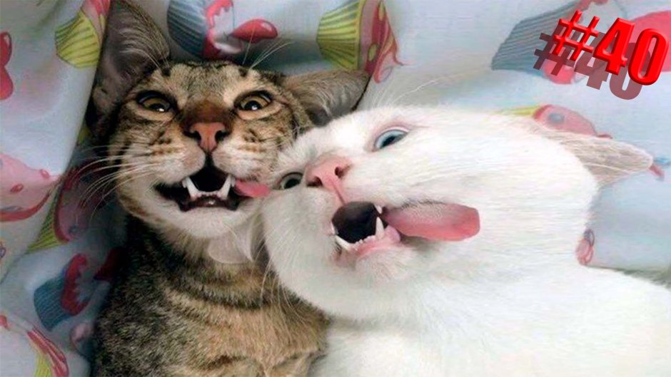 Две забавные кошки