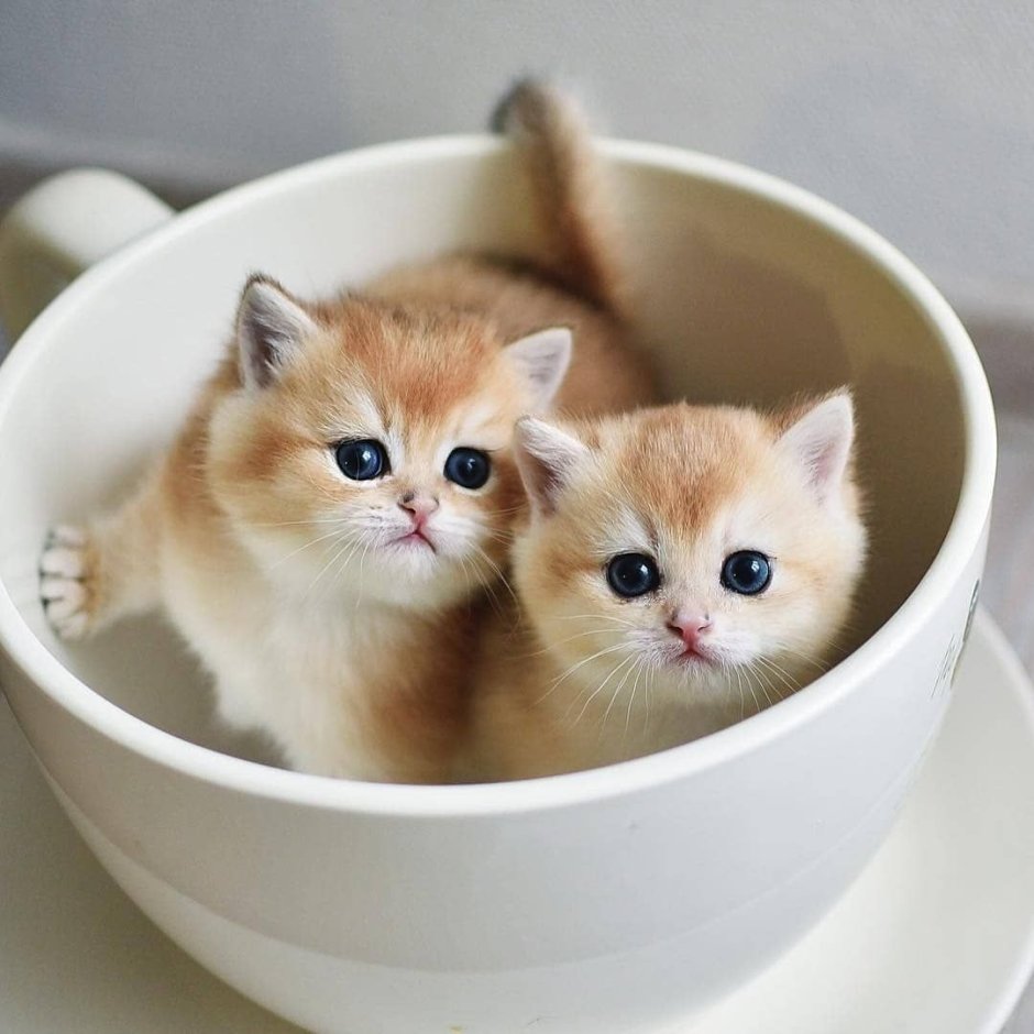 Милые котики