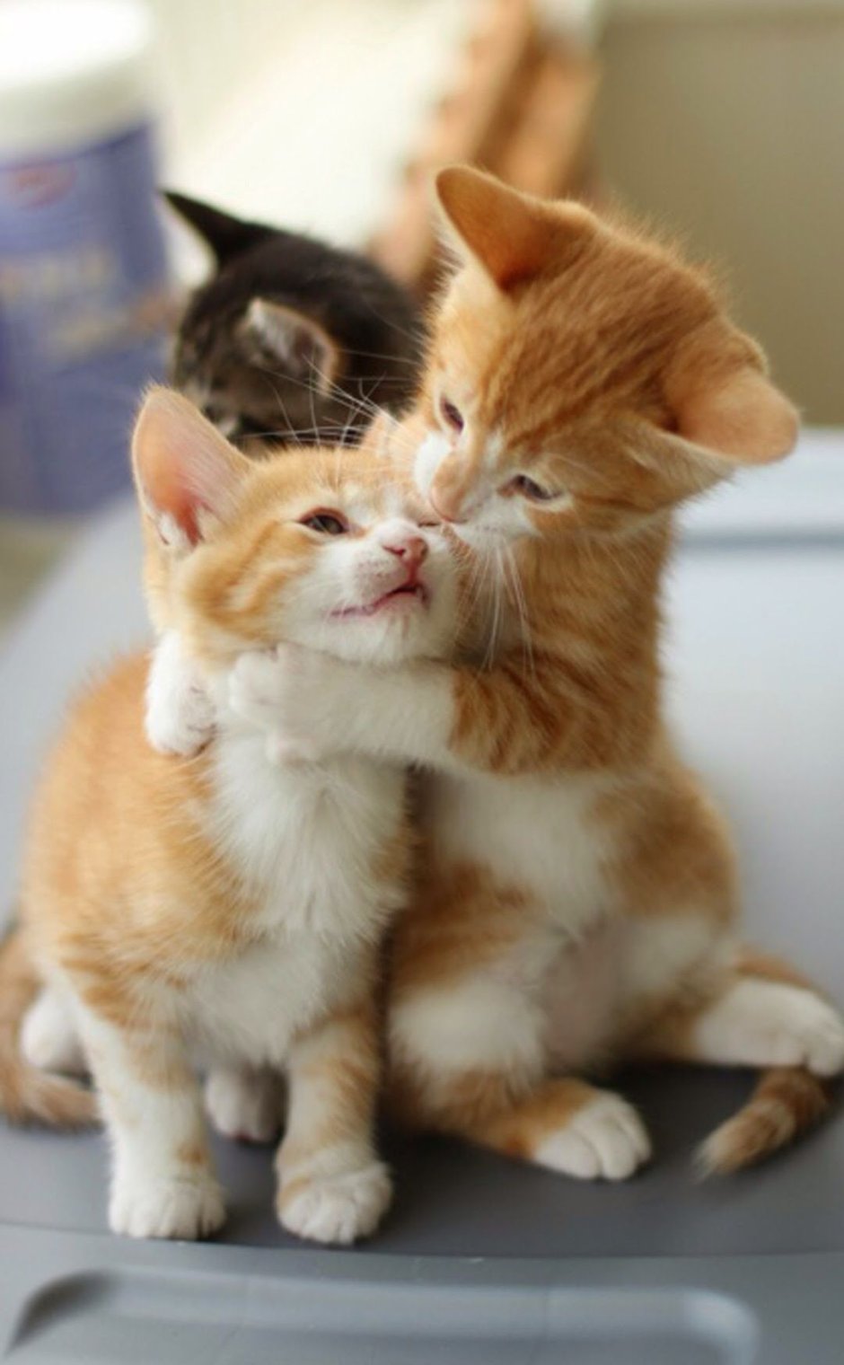 Смешные черные коты