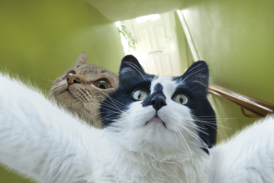 Смешная парочка котов