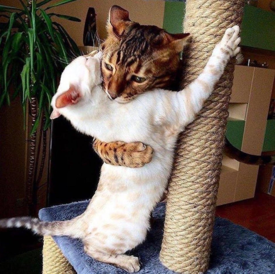 Обои с котятами