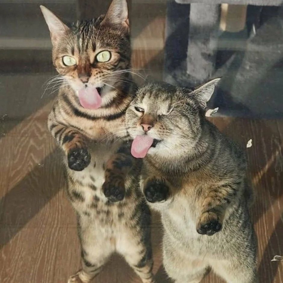 Поцелуй кошек