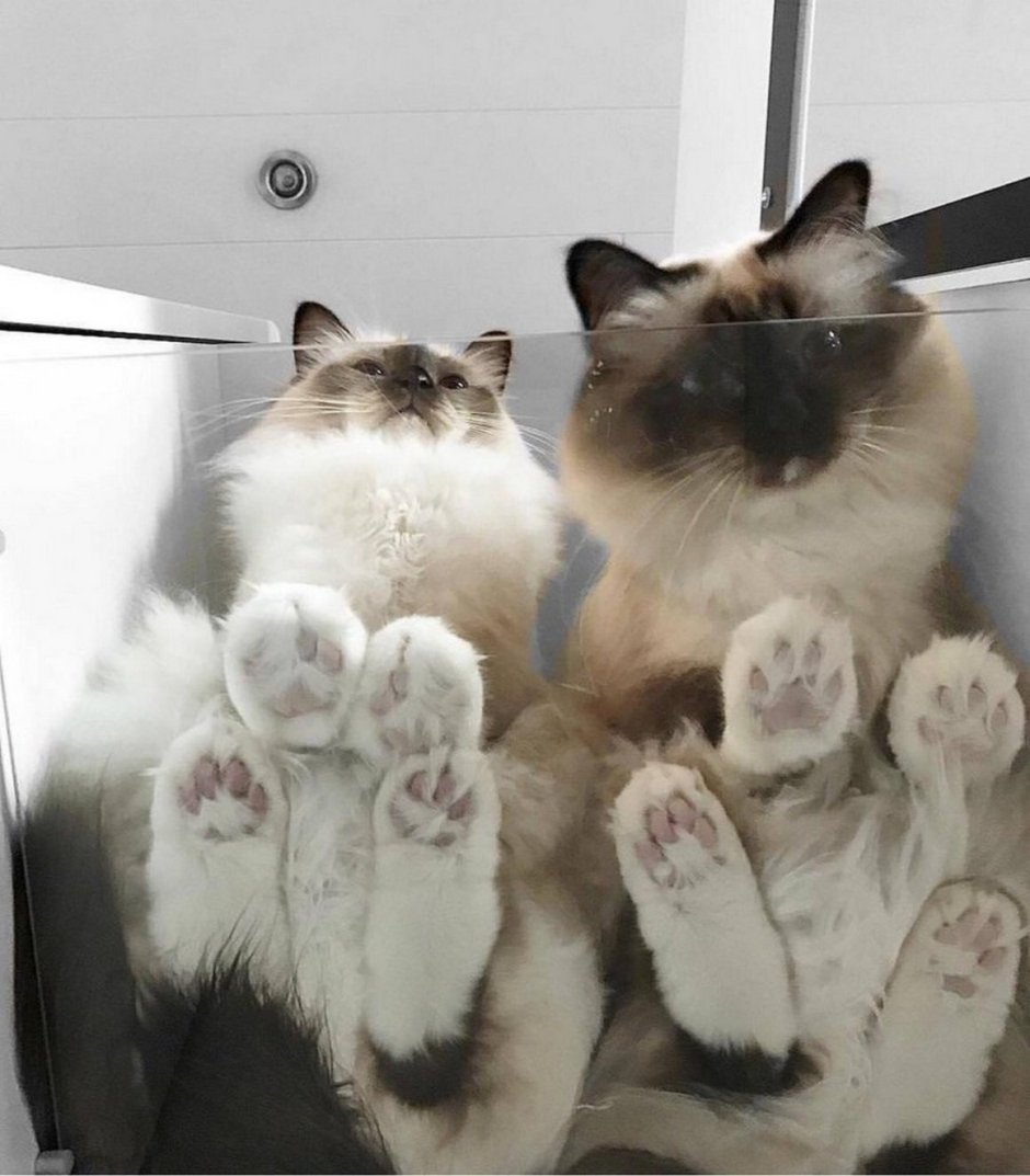 Пары котов