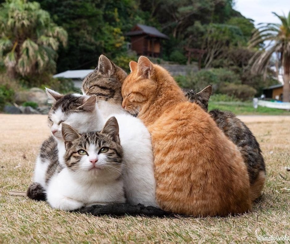 Мир котов