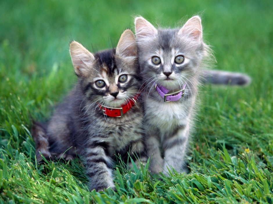 Смешной котяра