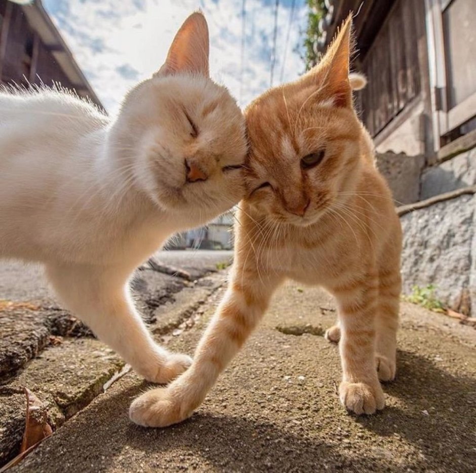 Коты Близнецы