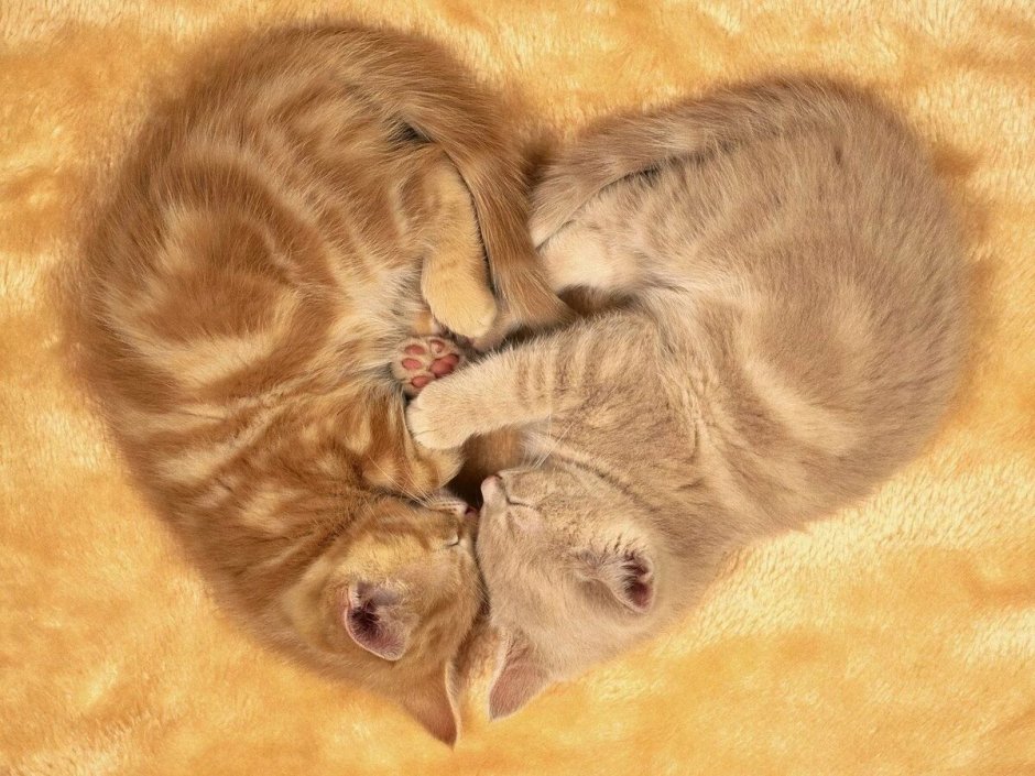 Кошки весной