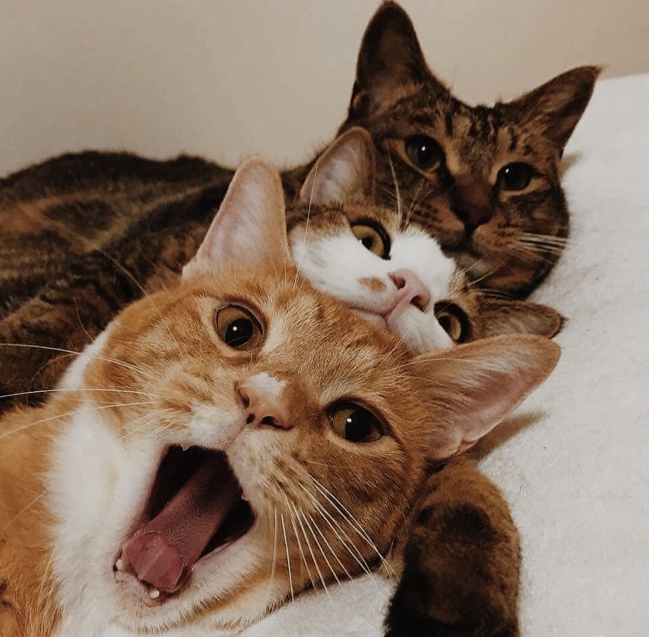 Два смешных кота