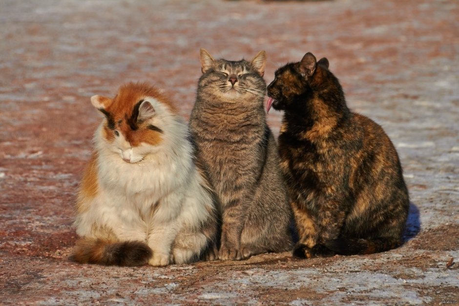 Котики дружат
