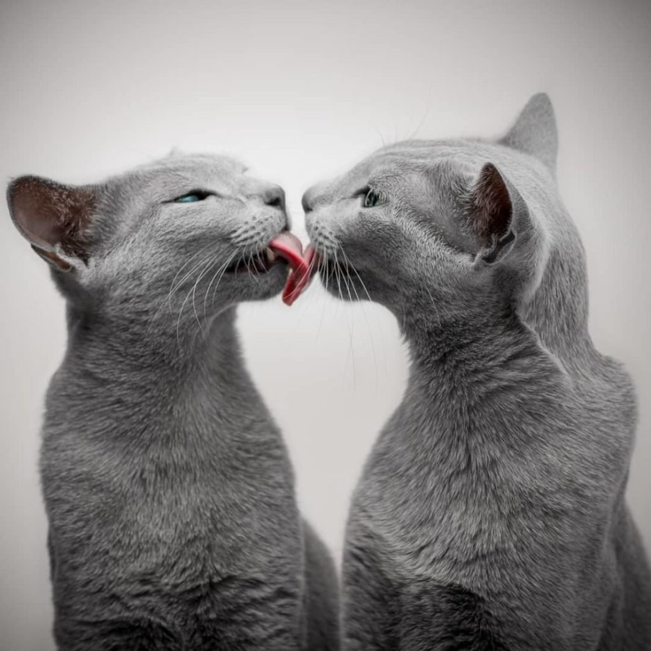 Коты парочка