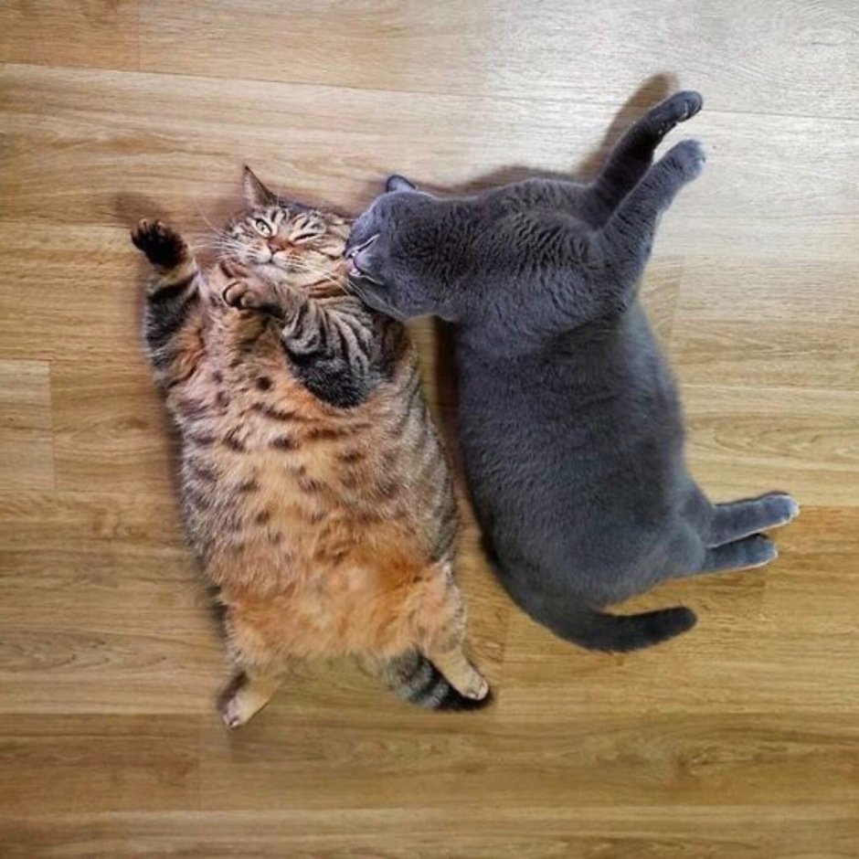 Парные котики